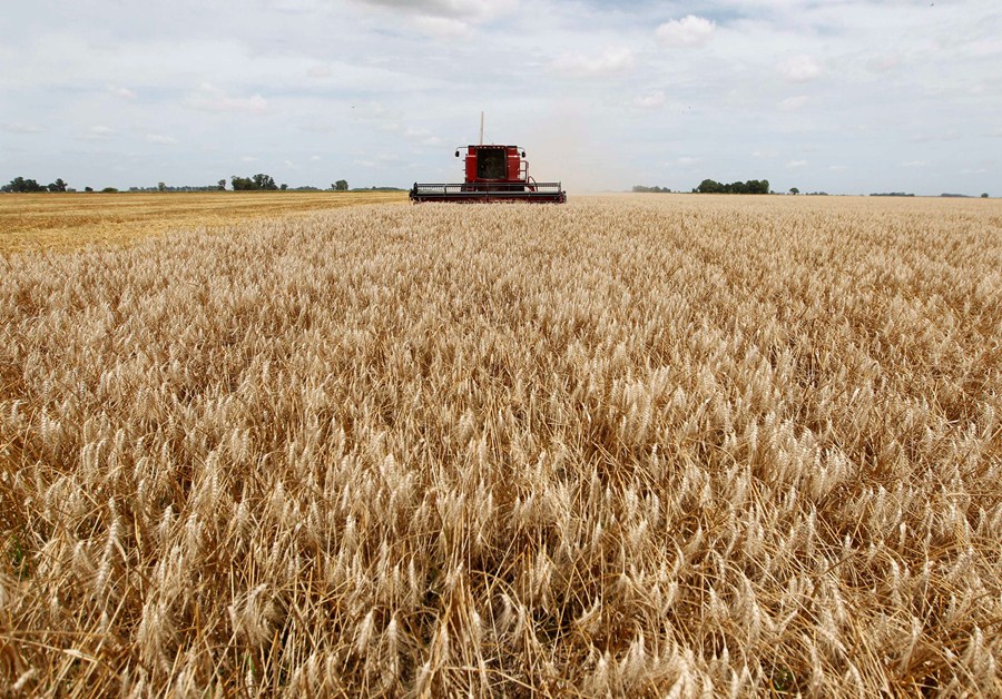 InfoMoney | Bolsonaro: Tive informação da Embrapa que produção de trigo vai aumentar em 15%